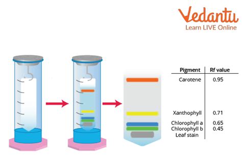 Separation of Plant Pigments Through Paper Chromatography