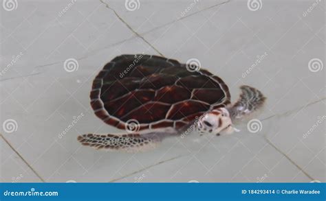 Small Hawksbill Sea Turtle Swimming In The Nursery Pond Stock Footage