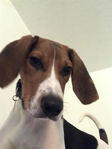 Struggling with sensory issues when my dog whines and could use some