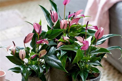 Лучшие комнатные растения с яркими прицветниками. Список названий с ...