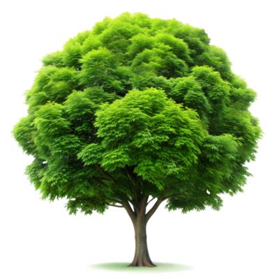 Tree Transparent Background PNGs for Free Download