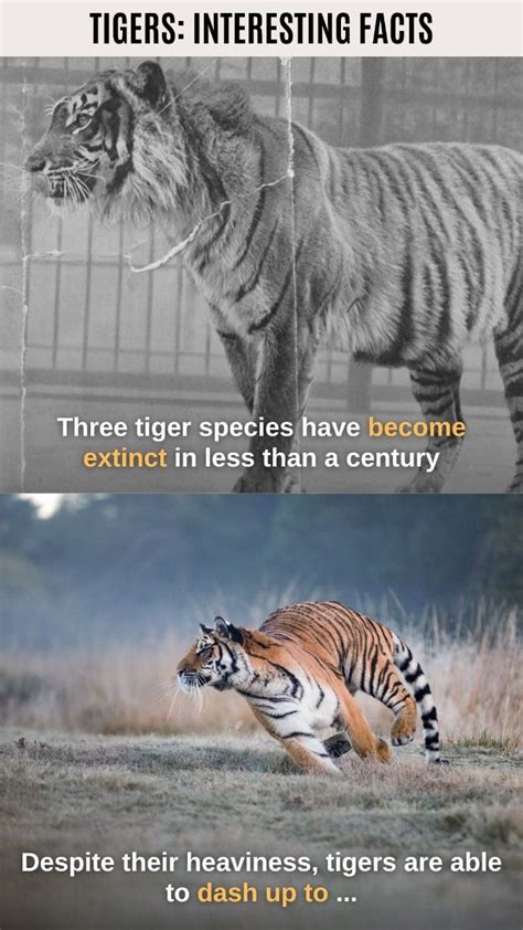 Best Interesting Facts About Tigers Discover Amazing Big Cats Artofit