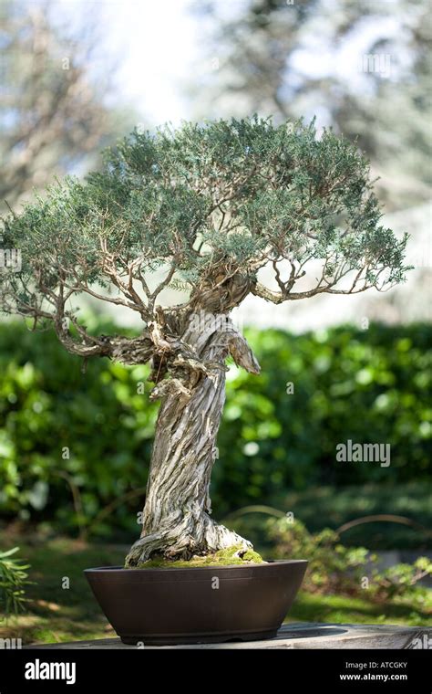 Bonsai Baum Bonzai Baum Im Freien Tag Vertikale Stockfotografie Alamy