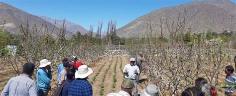 Agricultores De Andacollo Conocen En El Limar Nuevas Alternativas