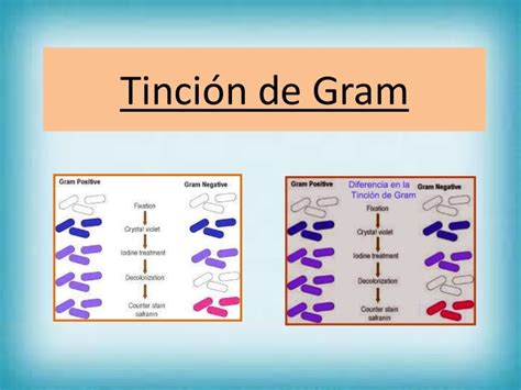 Pasos Para La Tincion De Gram Abstractor