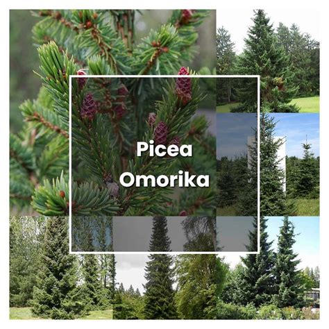 How To Grow Picea Omorika Plant Care And Tips Norwichgardener