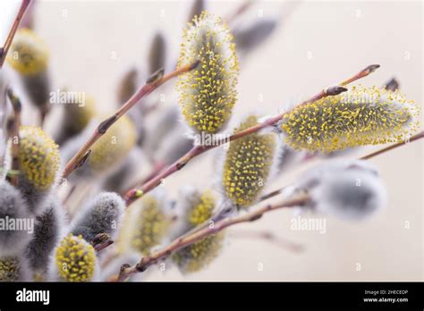 Expanded Buds On Pussy Willow Against White Background Stock Photo Alamy