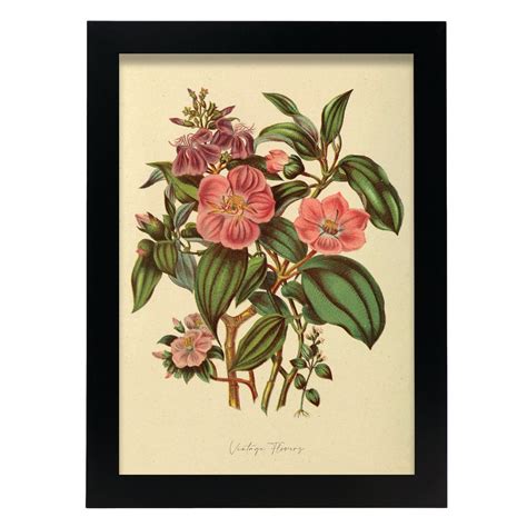 Affiche Nacnic De Caprifoliac Le Inspir Par Florale Vintage Cadres