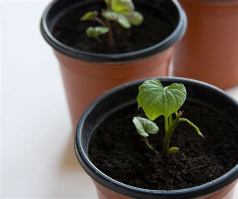 Comment Faire Pousser Une Vigne De Patate Douce L Int Rieur