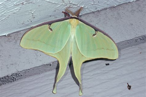 Actias Luna The Luna Moth