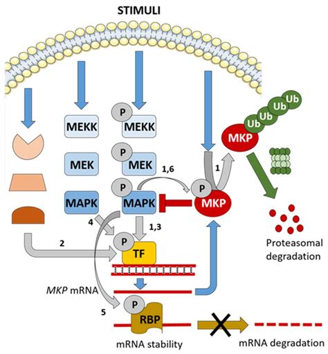 Ijms Free Full Text Mitogen Activated Protein Kinase Phosphatases