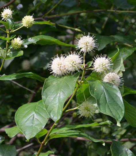 Buttonbush Lia S Garden At Commonwealth