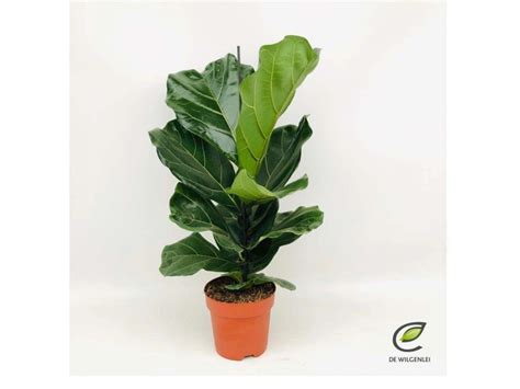 Fikus Ficus Lyrata Don Cm Kupuj W Obi