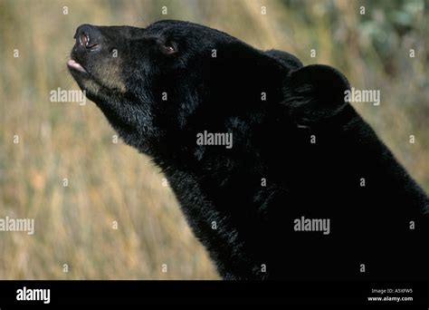 Black Bear Canada Stock Photo - Alamy