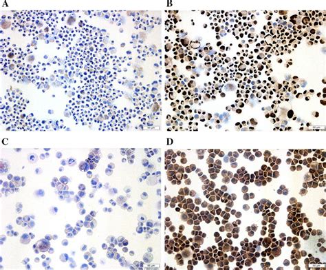 Immunocytochemical Staining For Sv And Htert Proteins Biec C Cells