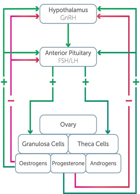 Exercise And The Ovarian Hormones Oandg Magazine