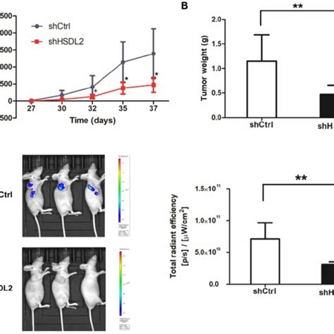 HSDL2 Knockdown Inhibited Tumor Growth In Nude Mice A Reduced Tumor