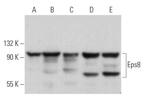 Eps8 Antibody F 8 SCBT Santa Cruz Biotechnology