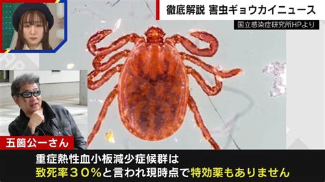 マダニに噛まれて感染する重症熱性血小板減少症候群SFTSに注意 ニコニコニュース