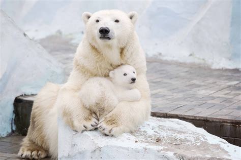est100 一些攝影(some photos): polar bear mother, cub, at Novosibirsk Zoo in