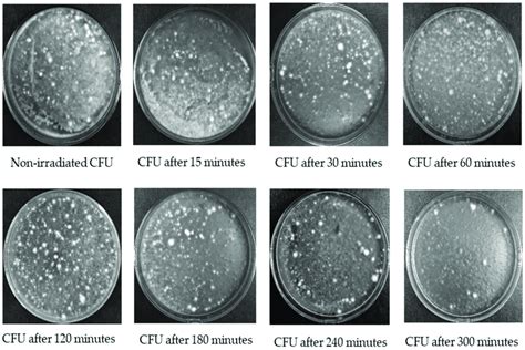 A Comparison For Cfu Of The Fungus Isolate Masa 1 Growth On Pda