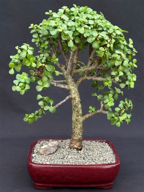 Baby Jade Bonsai Tree Portulacaria Afra