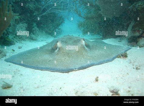 Cuba coral life underwater Stock Photo - Alamy