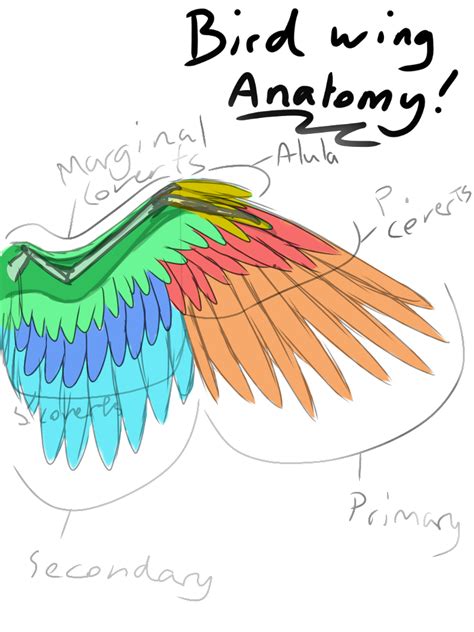 Wing Anatomy Drawing - Drawing.rjuuc.edu.np