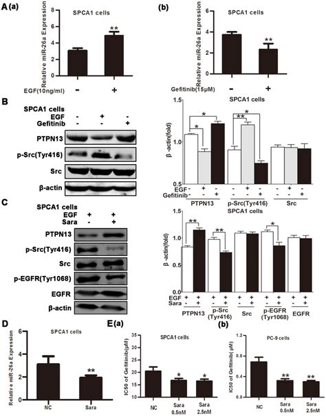 Mir 26a Is Upregulated By Egfrsrc Signaling A Qrt Pcr Assays Of