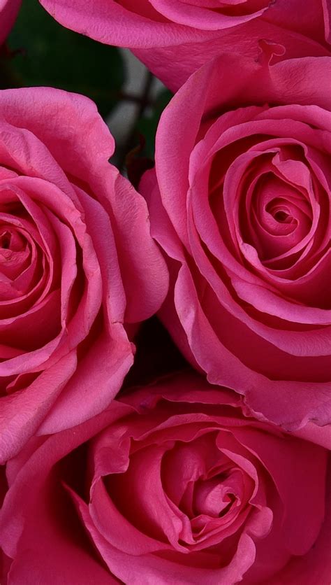 Pétalos De Rosas Fondo De Pantalla 4k Hd Id10215