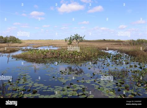 florida everglades landscape water tree Stock Photo - Alamy