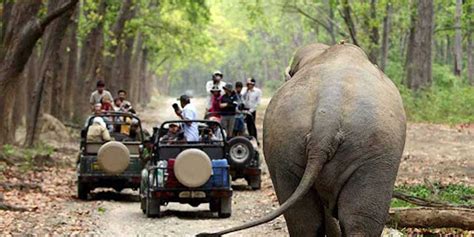 Jeep Jungle Safari Corbett Paradiso Resort