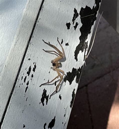 Is this a desert recluse? Found in Yucca Valley, California near Joshua ...