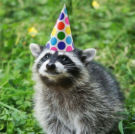 My Favorite Animal In I Party Hat How Cute Raccoon Funny Cute