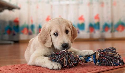 Most Appropriate Dog Toys for Puppies: What Pet Owners Must Know