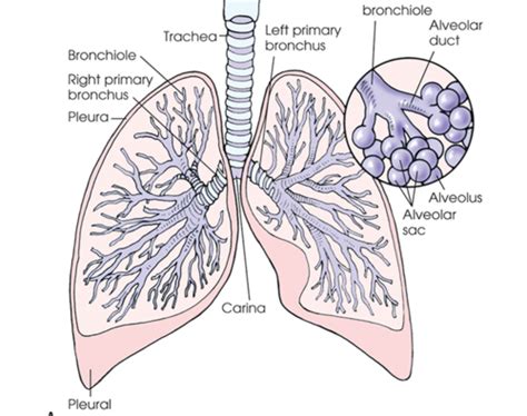 Ch3 Thoracic Viscera Flashcards Quizlet