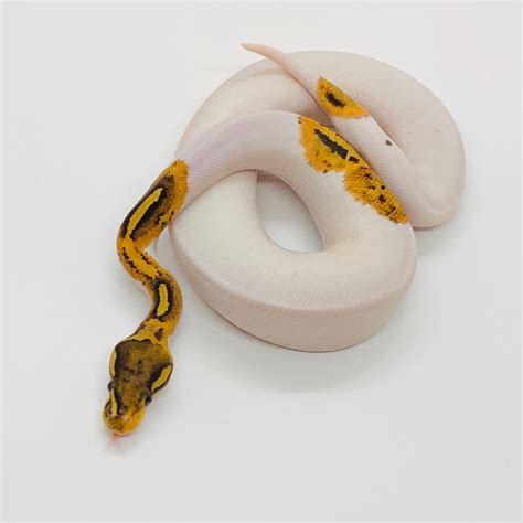 paradox chimera fire piebald ball python  kaos balls morphmarket