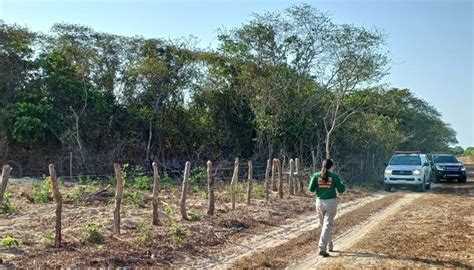 Operação Mata Atlântica resulta em quase R 2 milhões de multas por