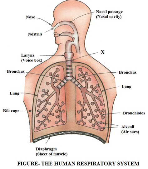 Draw a labelled diagram of human respiratory system