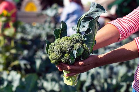 When And How To Harvest Broccoli Gardener’s Path