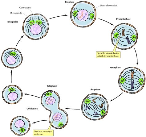 Stages Of Cell Cycle And Mitosis