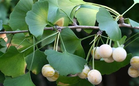 ¿para Qué Sirve El Ginkgo Biloba Qué Es Propiedades Beneficios Y Usos