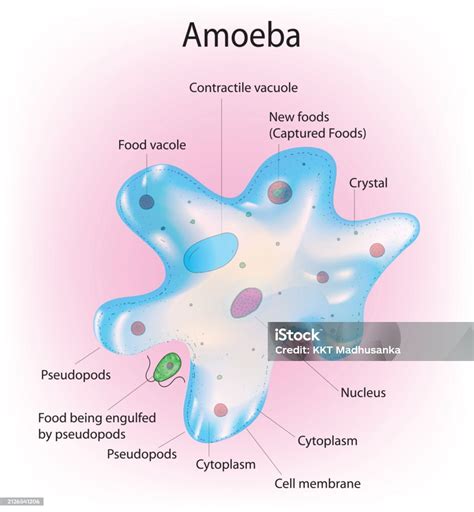 Amoeba Anatomy Stock Illustration Download Image Now Amoeba Anatomy Backgrounds Istock