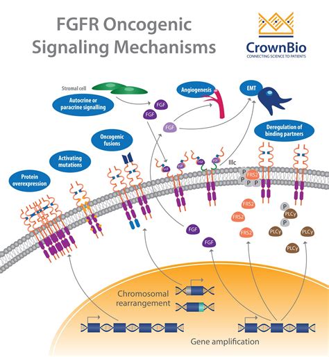 Targeting The Fgf Fgfr Signaling Axis With Pdx Models