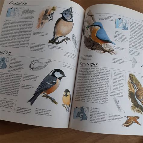 Encyclopedia Of All The British Birds Encyclopedia Of Birds Etsy