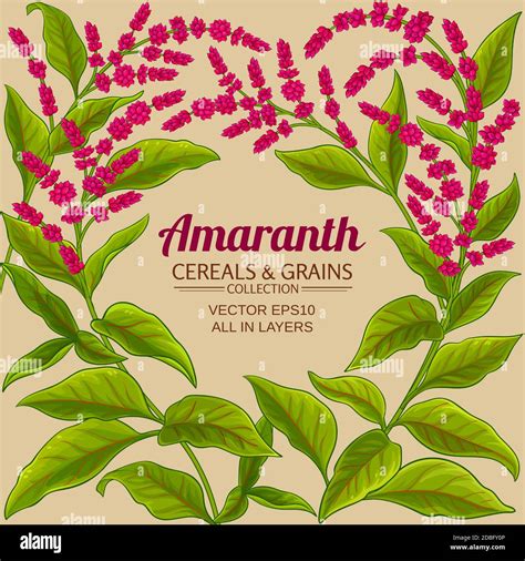 Amaranth Vector Frame Stock Vector Image And Art Alamy