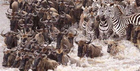 The Wildebeest Migration An Awe Inspiring Endless Cycle Serengeti