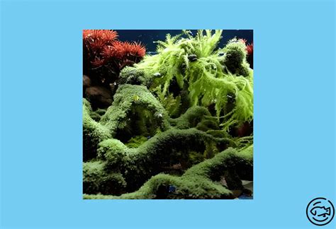 Weeping Moss Care Facts Propagation And More