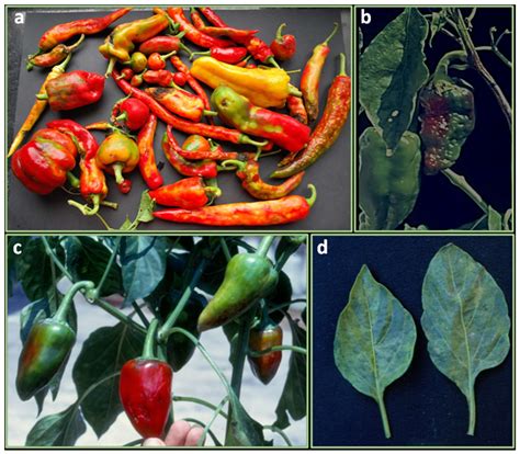 Ijms Free Full Text Overview Of Biotic Stresses In Pepper Capsicum