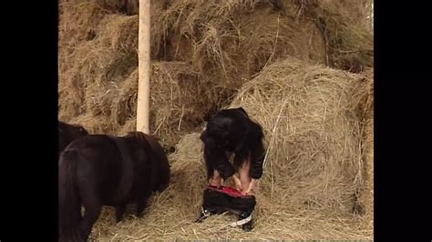 Valentine Demi E Le Calde Storie Capitolo Italian Retro Porn XHamster